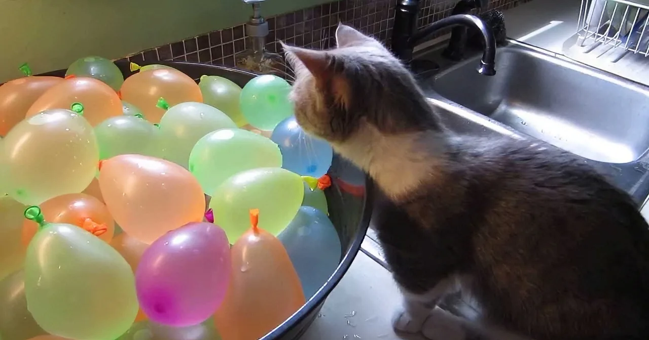 Kitty Discovers Water Balloons for the First Time, but You Would Never Expect This to Happen!