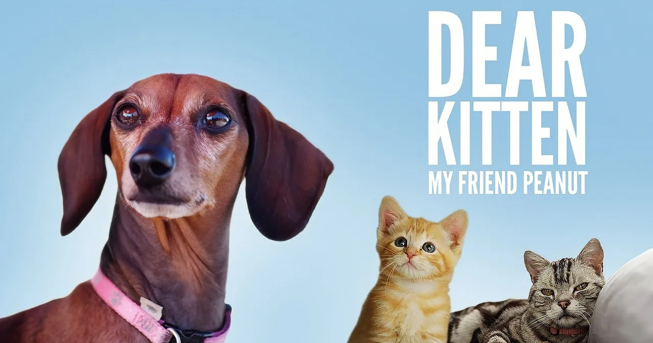 When This Kitty Cat Shares His Memories on Relationship With the Family Dog, I Laughed so Hard!