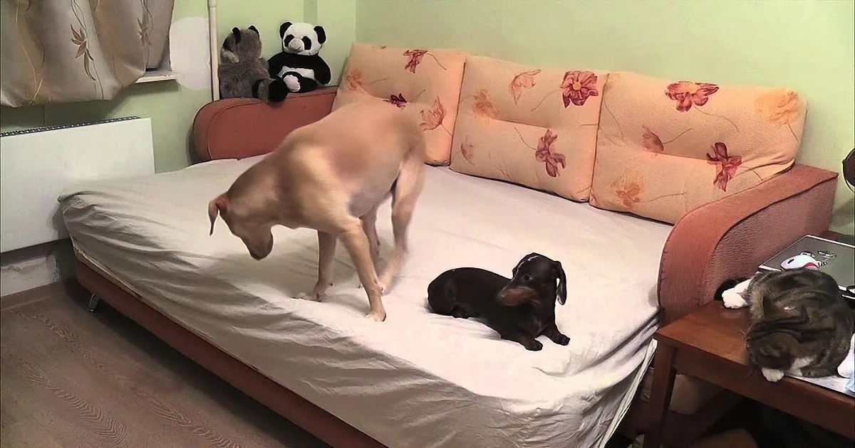 Ever Wonder What Your Pets Do While They Are Waiting for You?