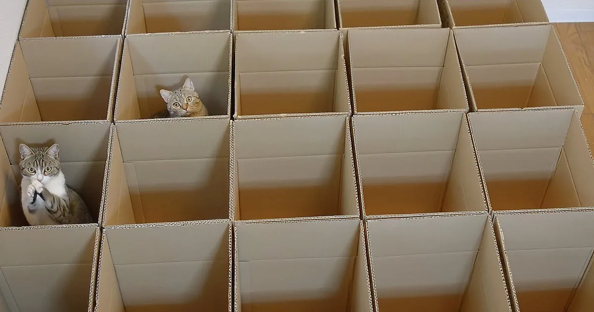 Fact #1: Cats Love Cardboard Boxes. Fact #2: Cats Love 20 Cardboard Boxes 20 Times More!