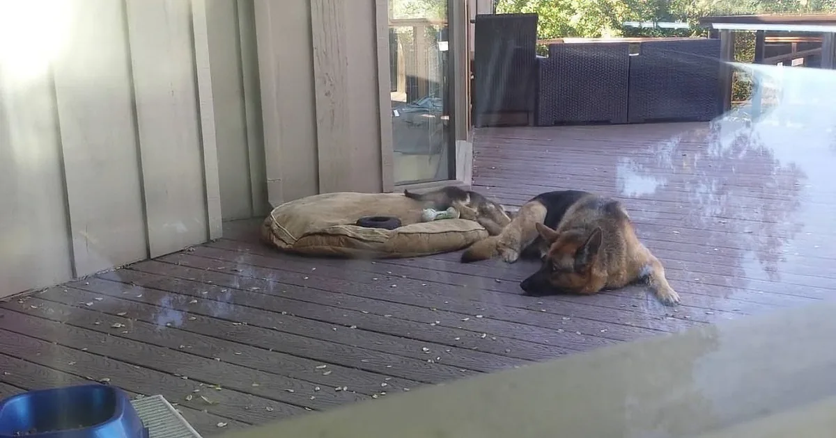 A German Shepherd dog is lying on a wooden deck, resting on a cushion near a glass door.