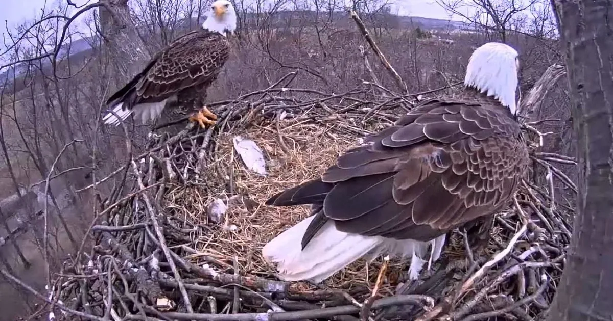 Two bald eagles rest in a nest made of twigs and branches, with a scenic background of trees and hills.