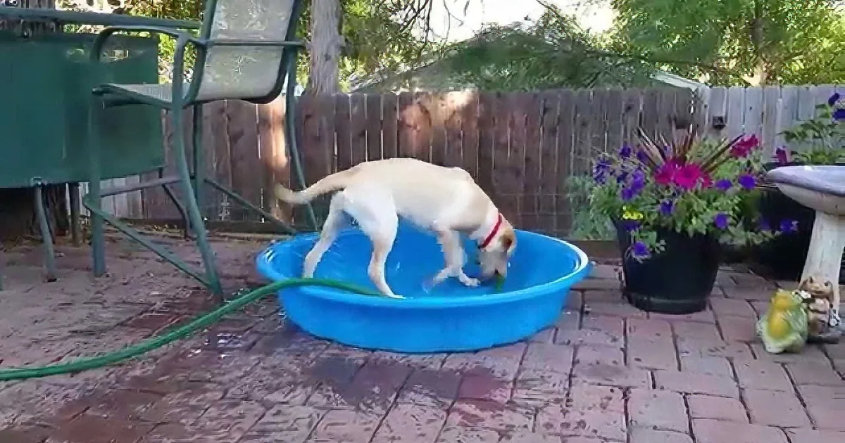 This Pup Grabs the Hose to Cool off, but What Happened Next? I''m Still Laughing!