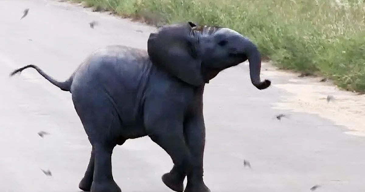 You Will Cry Happy Tears Watching This Baby Elephant Chasing These Playful Birds!