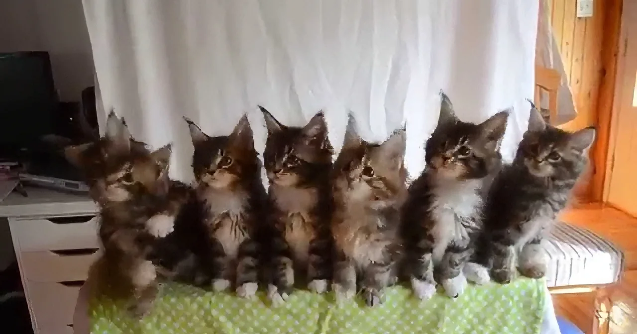 These 7 Little Kitten''s Line up in a Row, What They Do Next Had Me Grinning From Ear to Ear!