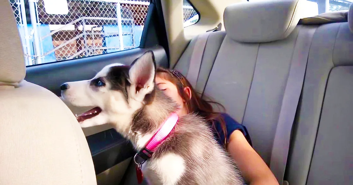 A husky puppy with a pink collar sits in a car, leaning against a person's shoulder.