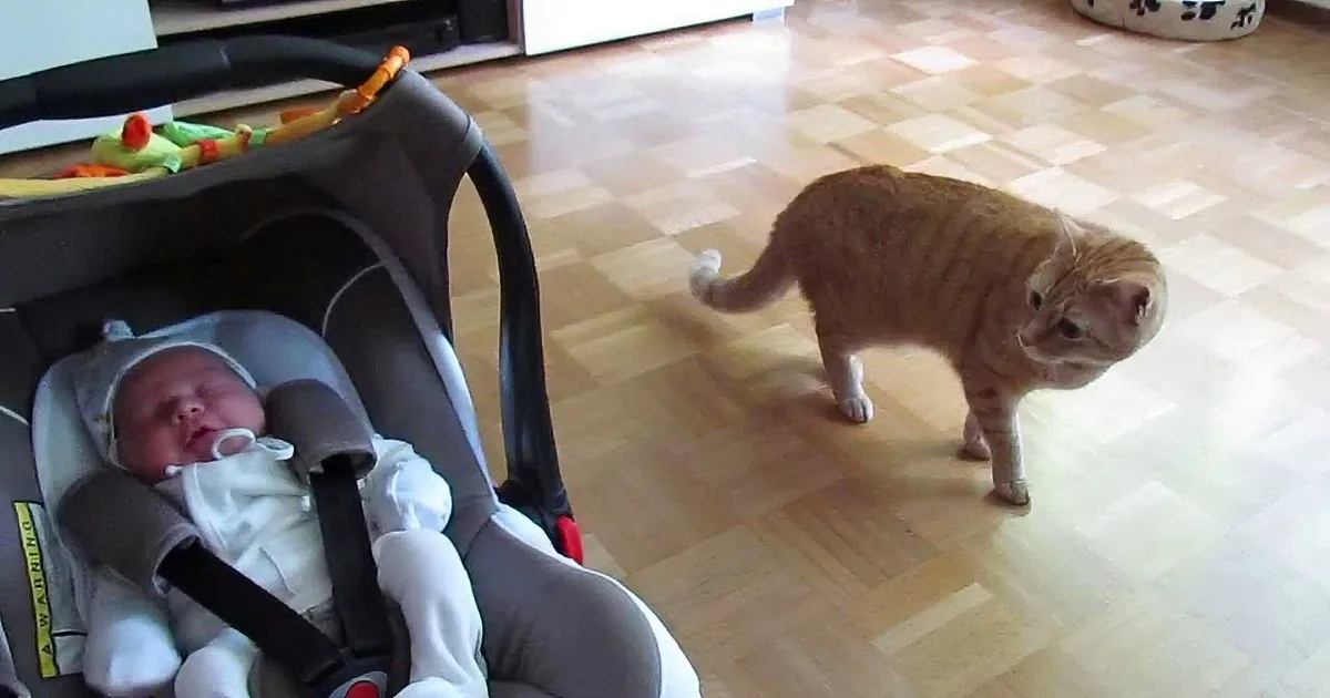 This Sweet Kitty''s Reaction to the New Baby Goes Viral!