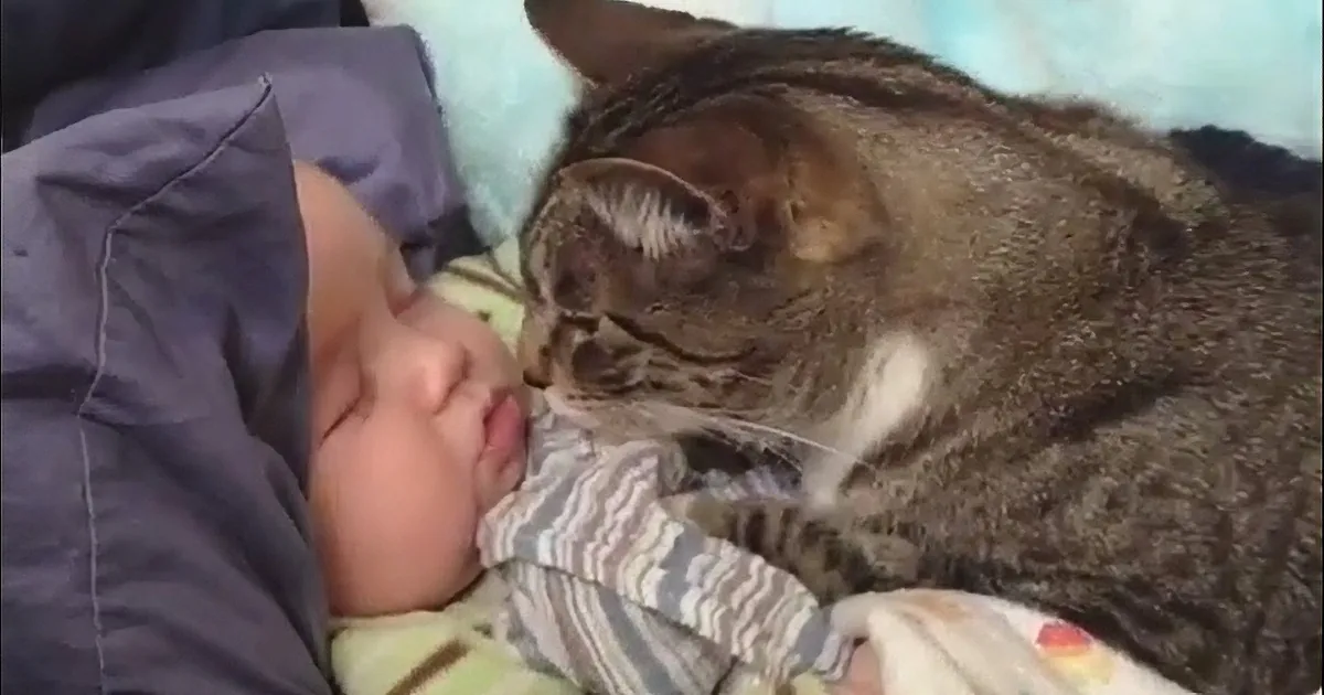 What Happens When Babies & Kittens Meet? Total Cuteness Overload!
