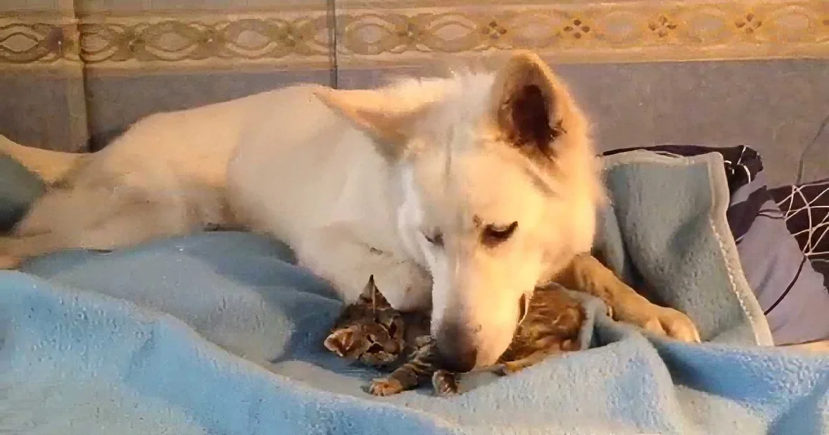 A white dog gently nuzzles a small kitten on a blue blanket, both appearing calm and content.