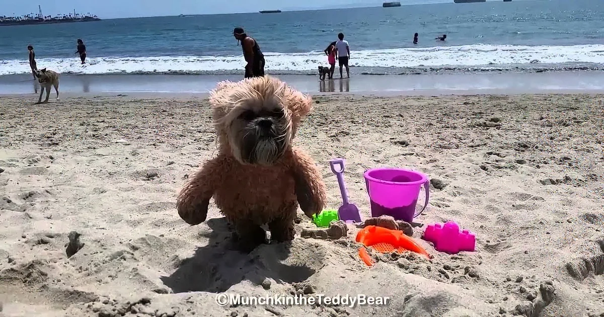 This Dog Is Half Teddy Bear, Half Shih Tzu, and 100 Percent Adorable!