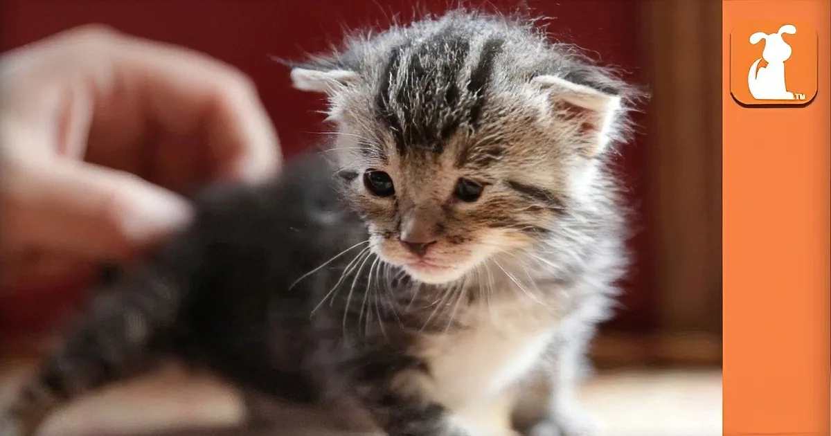 Helpless 8 Day Old Kitten Finds Forever Home, You Won''t Believe What She Looks Like Now!