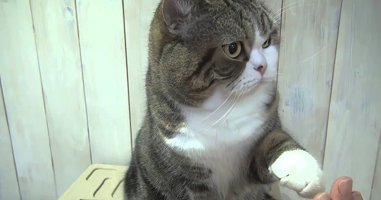 Bet You Have Never Seen a Kitty Do This!