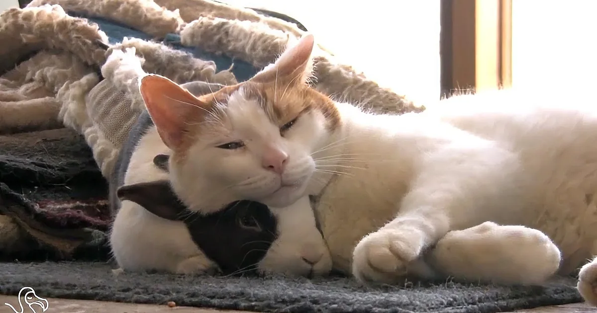 When This Kitty Meets a Bunny, Nobody Expected This to Happen! OMG!