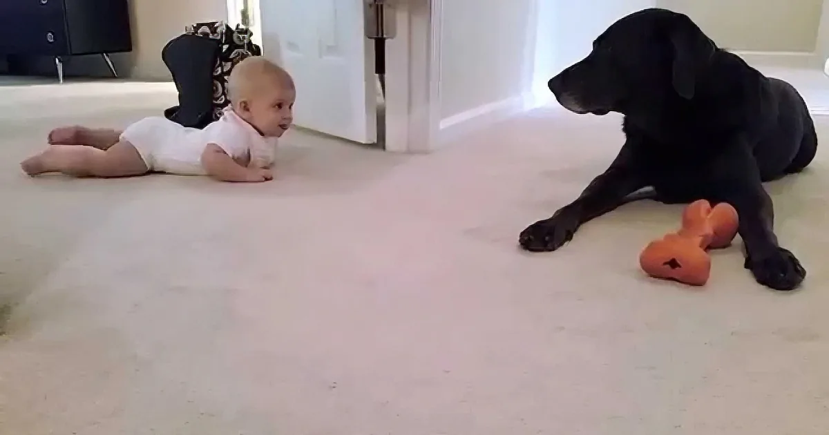 Chocolate Lab Congratulates Baby Girl as She Learns to Crawl