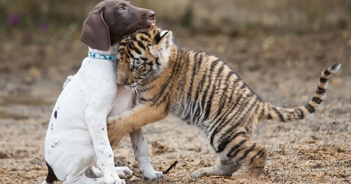 A Weimaraner puppy and a tiger cub are playfully interacting on sandy ground.