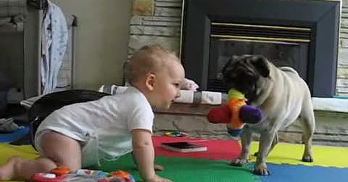 This Baby Is Playing With the Family Pug, but When the Little Pup Did This?! OMG! Too Cute!