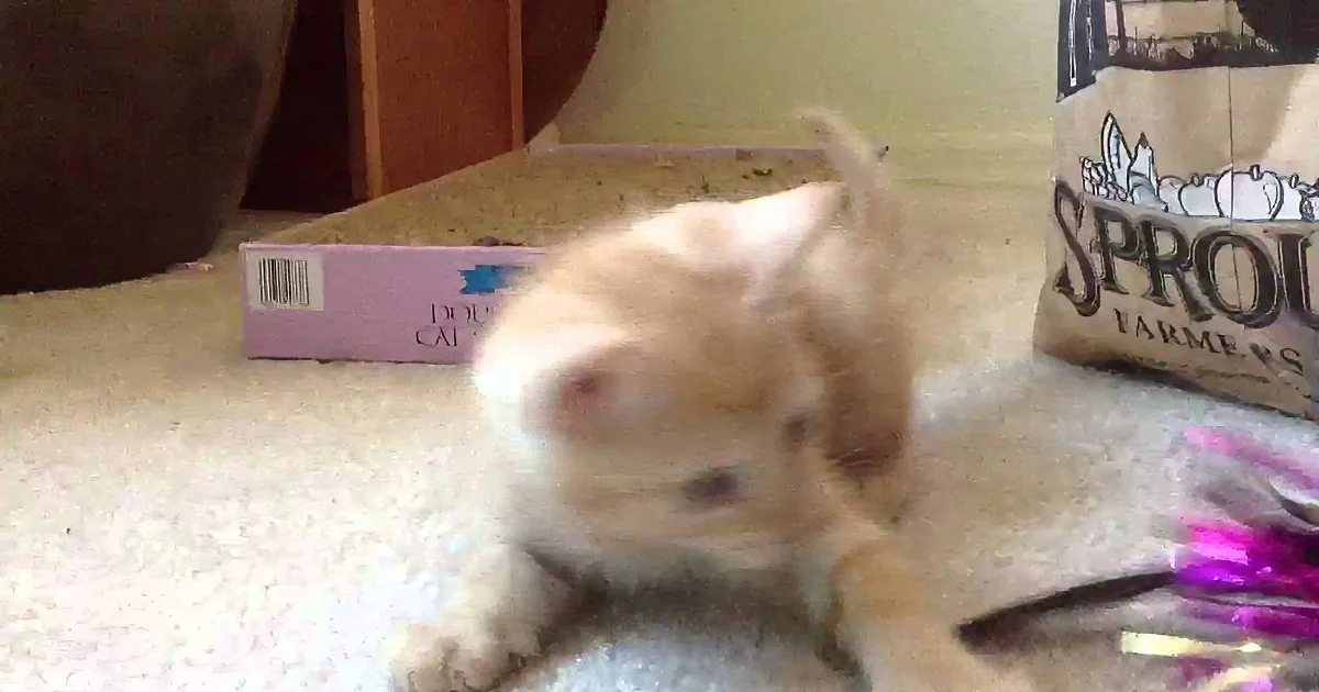 This Little Rescue Kitten ''Steals'' a New Toy -- and When You See What He Does With It?! LOL!