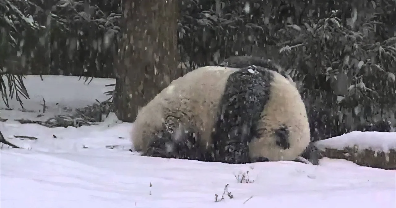 Bao Bao, the Panda, Spends Her First Day in the Snow - She''s on a Roll