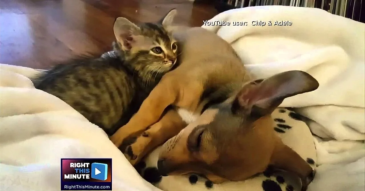 A kitten and a dog cuddle together on a white blanket, creating a heartwarming scene.