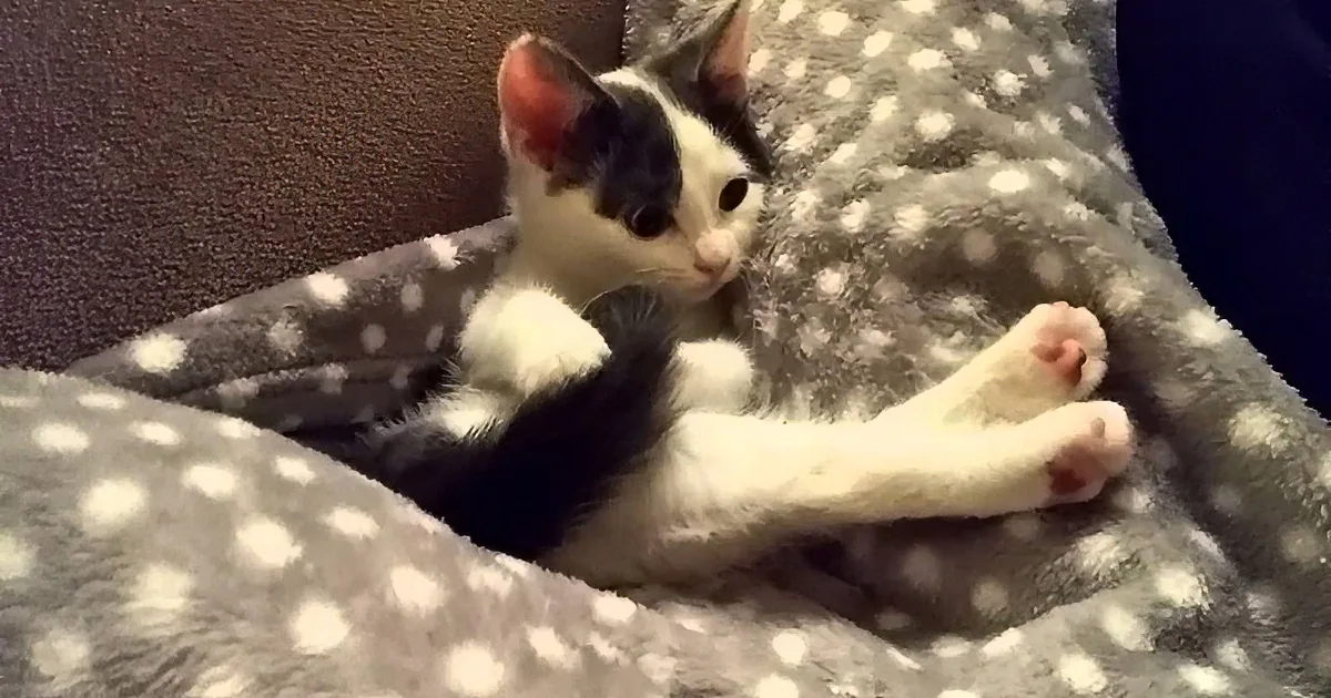 This Kitten Discovers Her Tail. What Happens Next You Have to See to Believe!