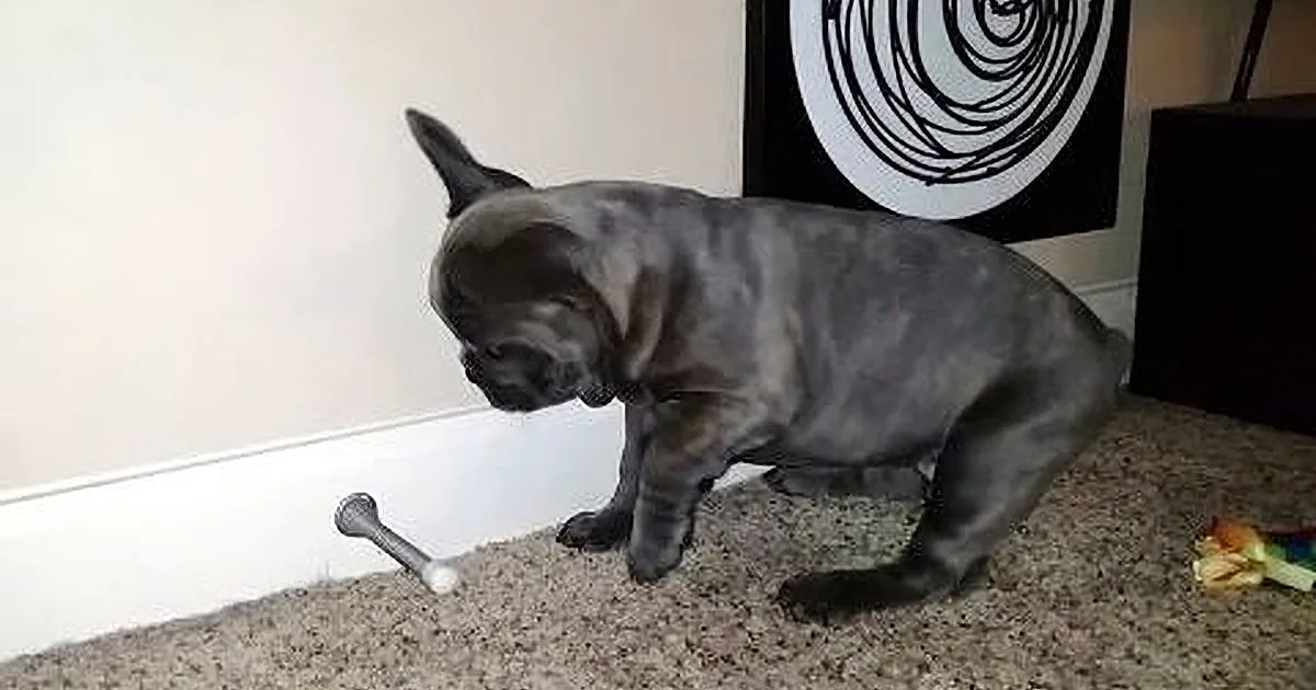The Never-Ending Battle Between Puppies and Those Darn Door Stoppers Rages On!