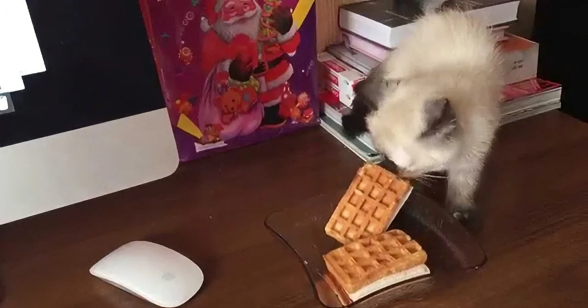 When This Little Kitten Tries to Steal an Ice Cream Sandwich, He Never Expected This to Happen! OMG!