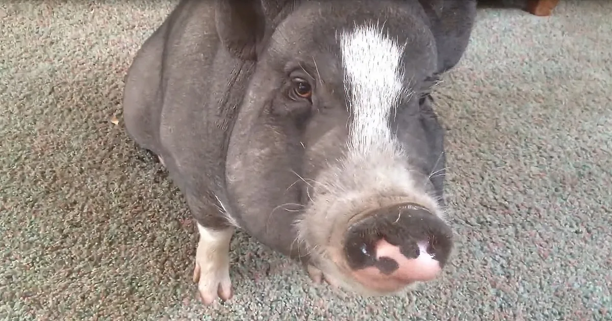 Lola the Mini Pig Needs a Few More Lessons When It Comes to Table Manners