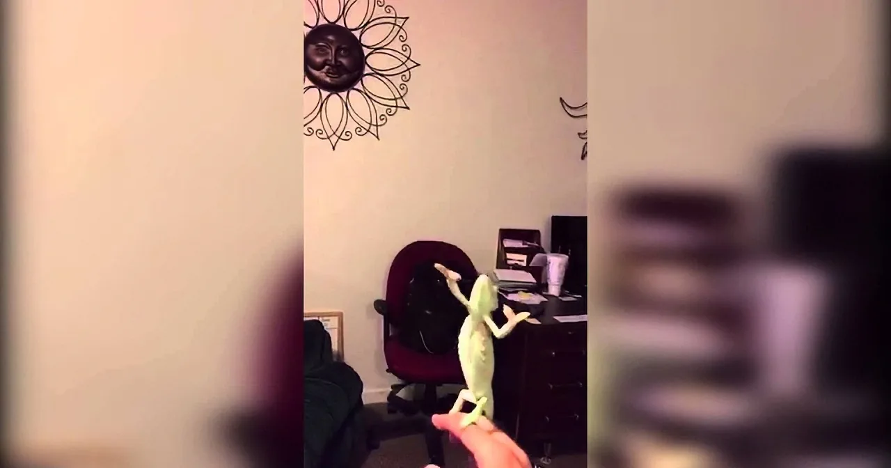 This Amazing Chameleon Popping Bubbles Is the Child Inside All of Us!