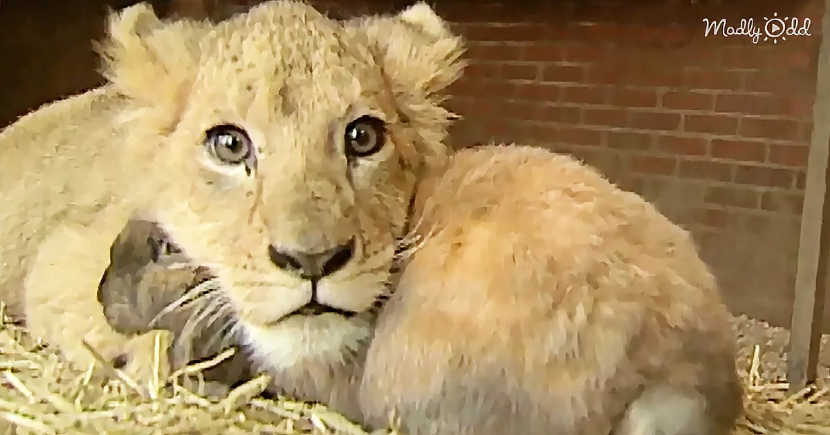 A fluffy lion cub with big eyes and a soft expression rests on hay, looking slightly to the side.