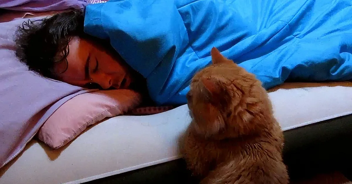 This Precious Kitty Wants Daddy to Wake up and Play! I Can''t Stop Laughing!