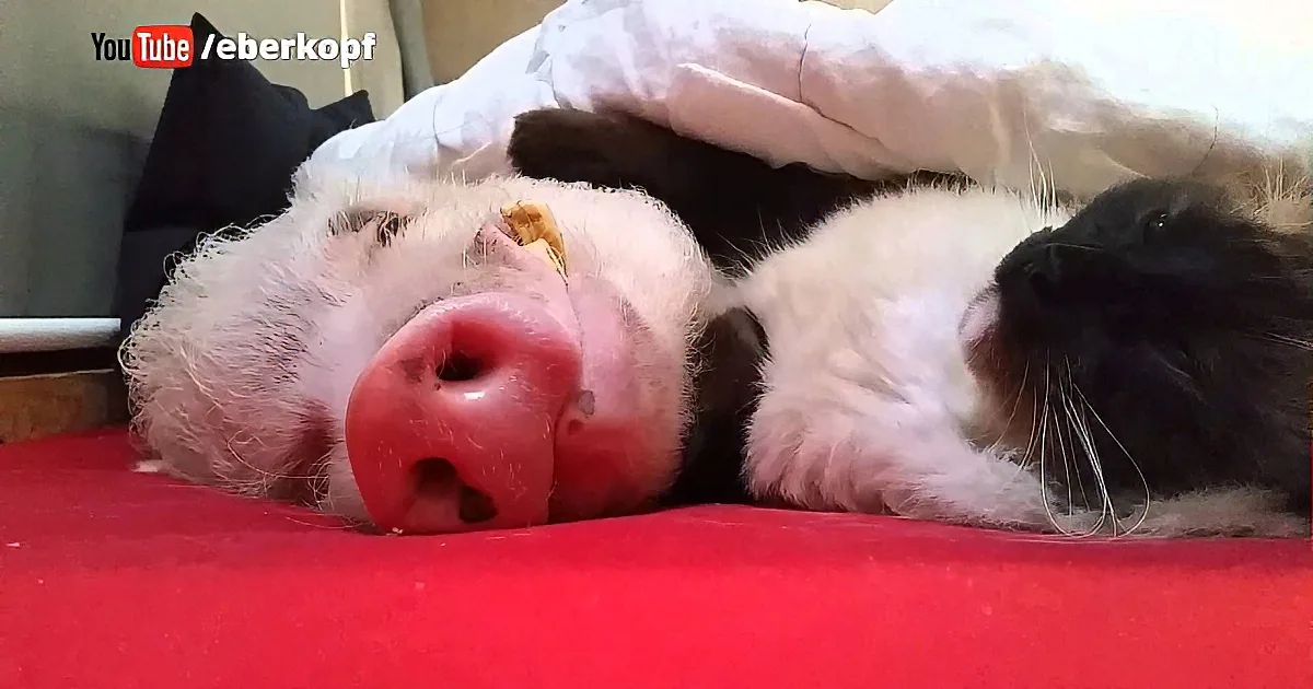 A pig and a cat are lying together on a red surface, appearing relaxed and comfortable.