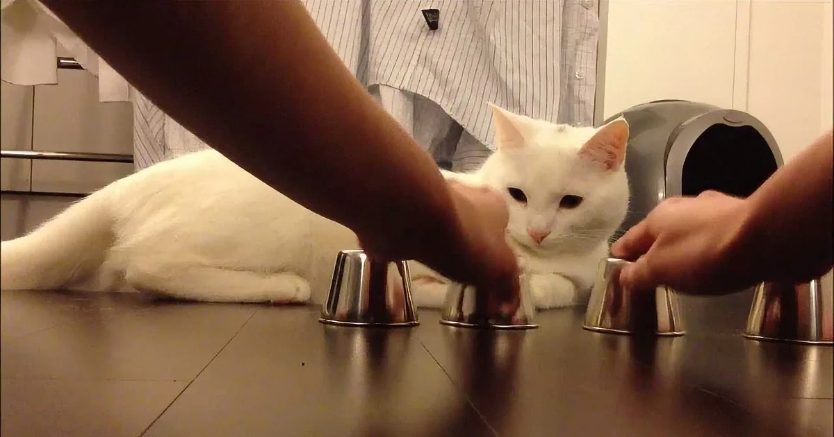 A white cat is being fed by a person using metal bowls on a reflective surface.
