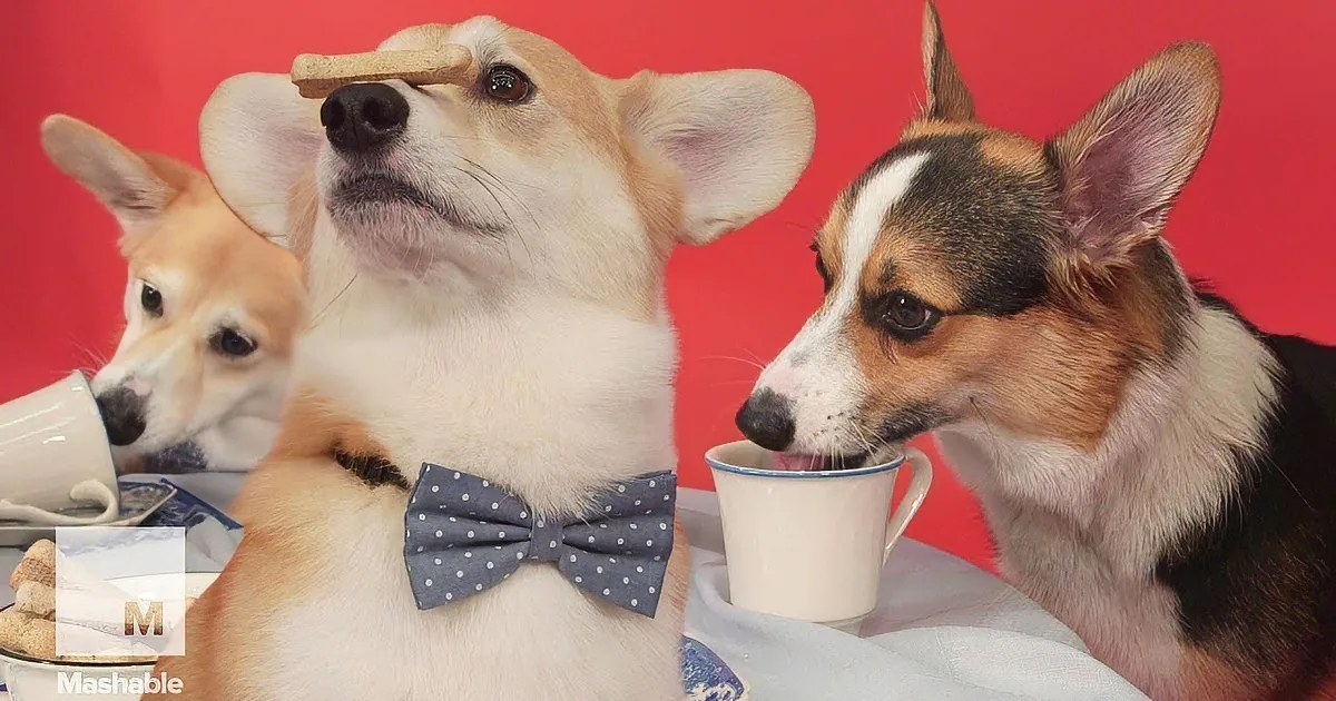 Three corgis in bow ties, one with a cookie on its nose, drinking from a cup, against a red background.