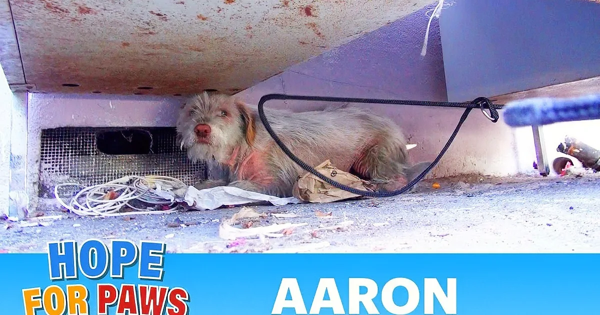 A woman kneels beside a scruffy dog under a car, offering food.