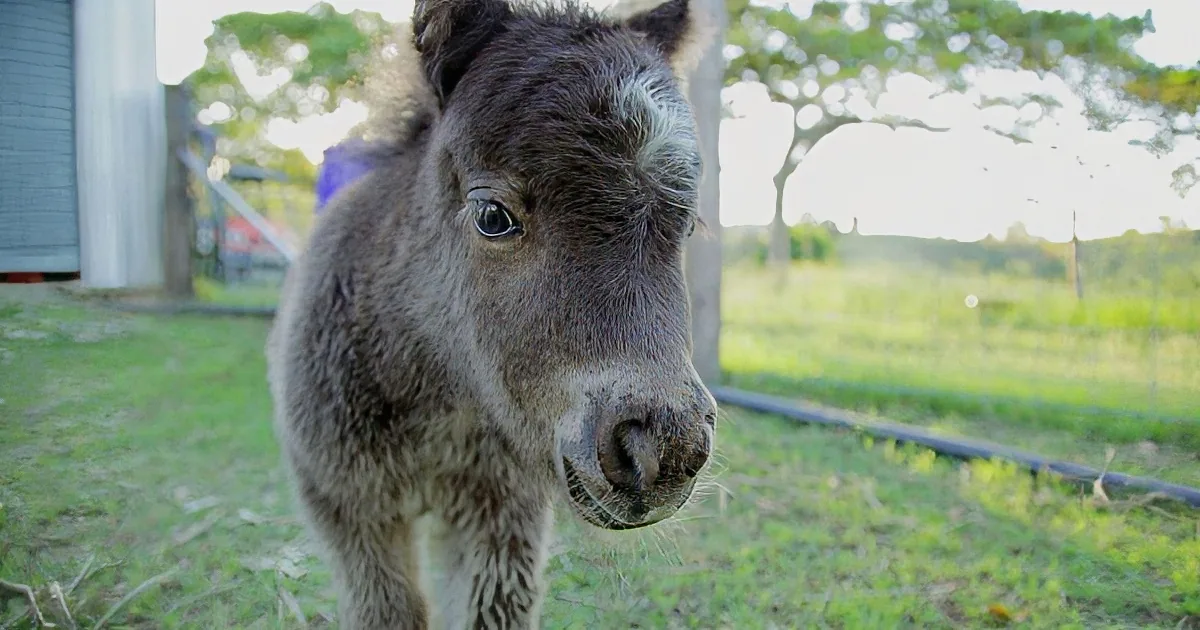 This Tiny Horse Has the Heart of a Stallion and He Will Melt Your Heart!