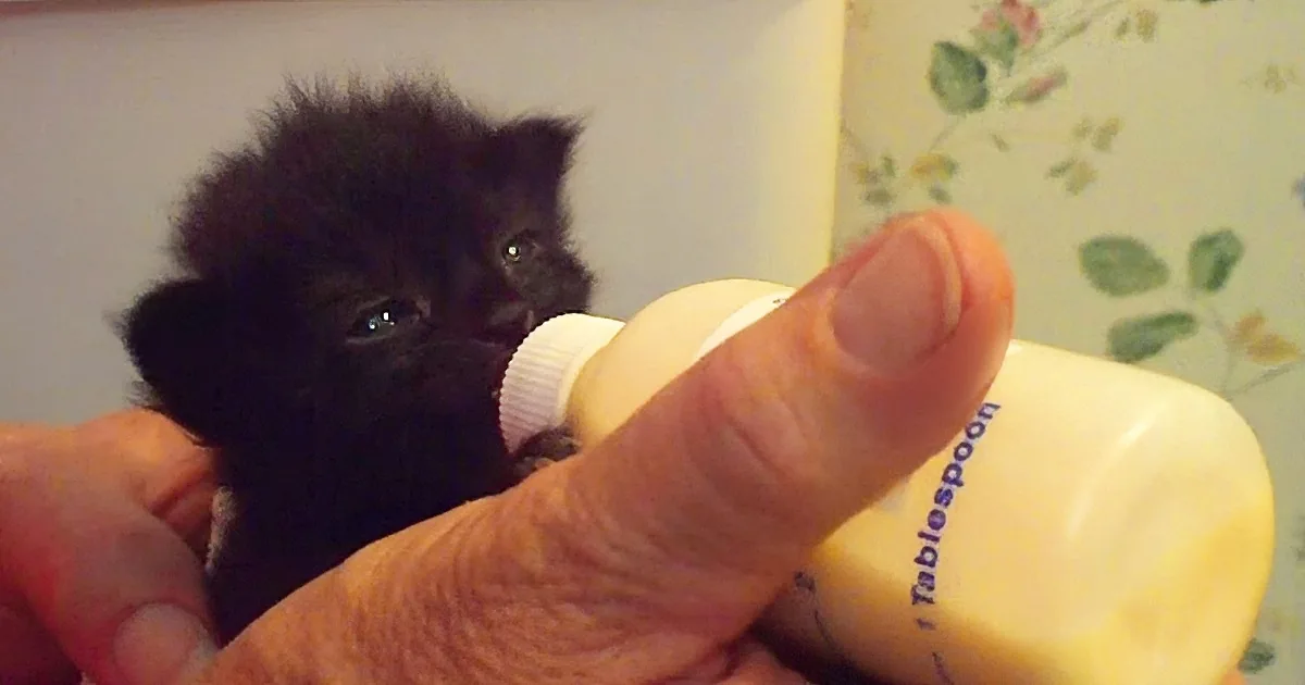 Little Orphaned Kitten Gets Her First Bottle, Melts Hearts When She Says Thank You