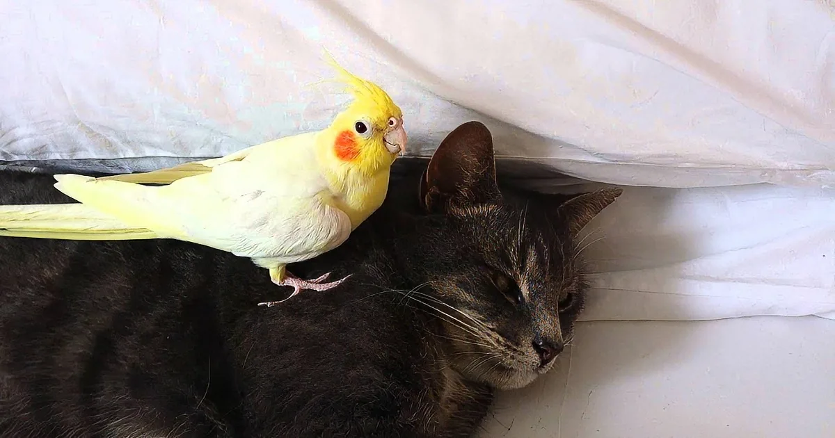 A yellow cockatiel perches on a sleeping black and gray cat under a white sheet.