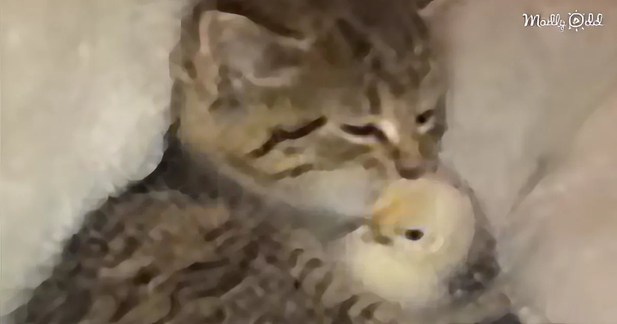 A tabby cat gently holds a small yellow chick in its mouth.