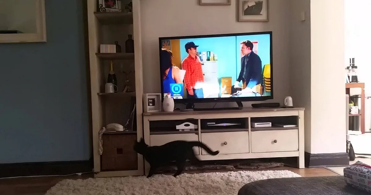 Mother-in-Law Thought Daughter Was Hanging up on Her. Then They Caught the Cat Doing This!