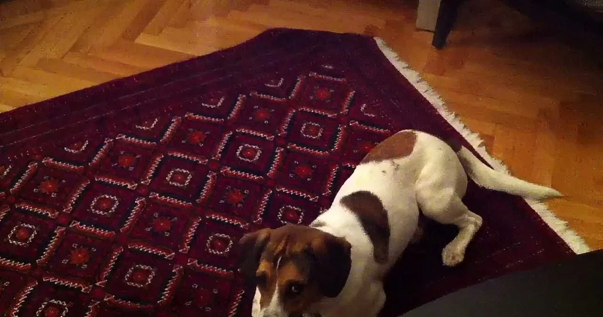 This Pup Was Minding His Own Business. Then Suddenly His Kitty Brother Does This! OMG!