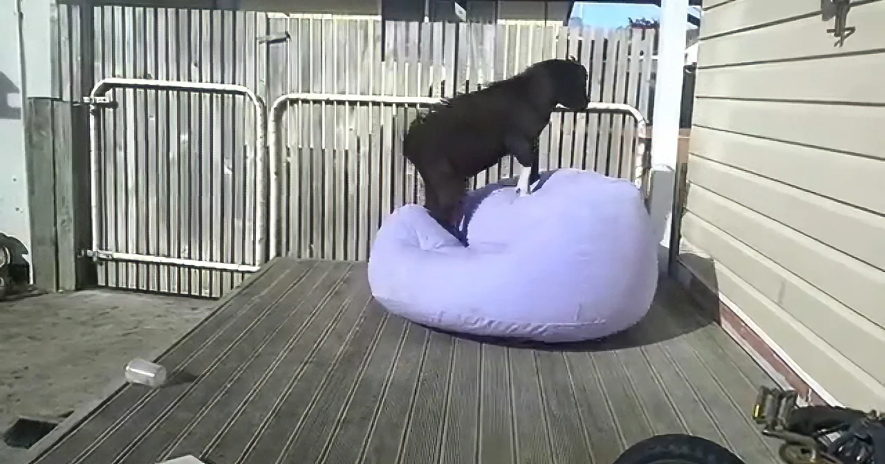 Goats Can Balance on Nearly Everything; Beanbag Chairs Appear to Be an Exception