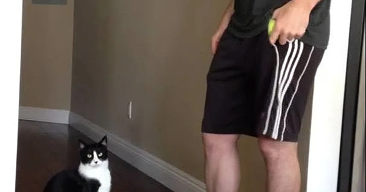 When This Precious Kitty Wants a Hug, He Does the Cutest Thing Ever! Adorable!