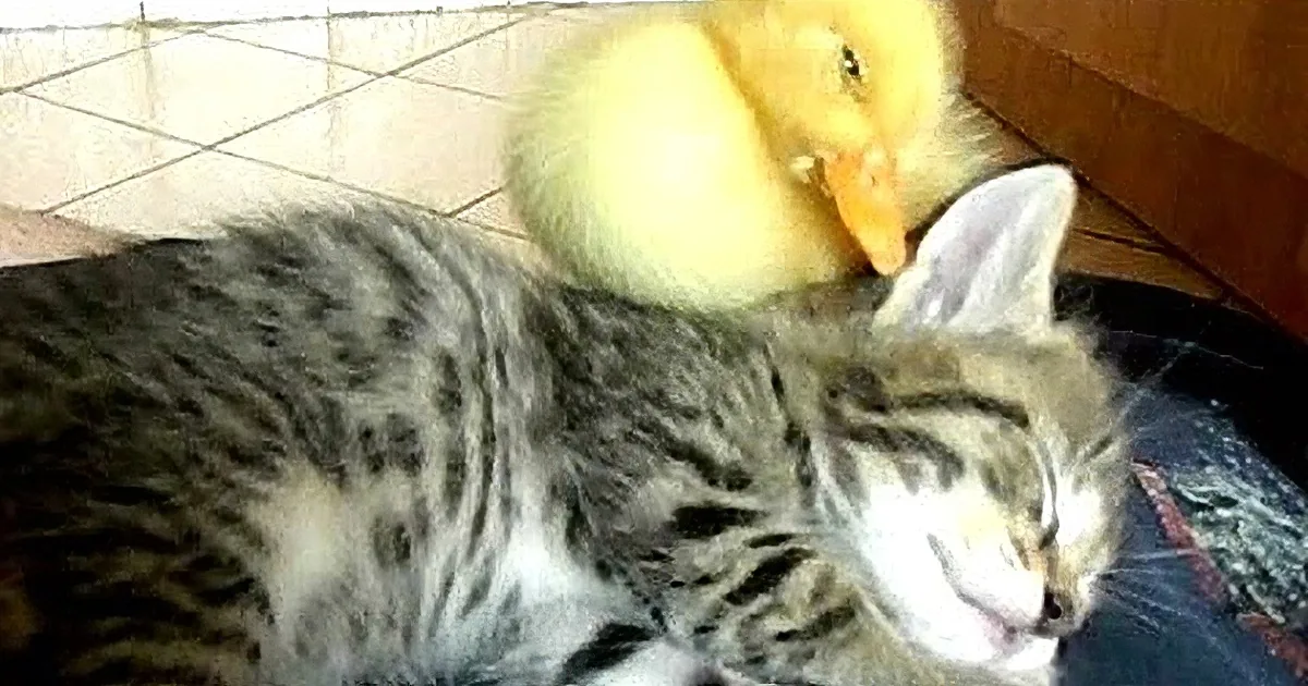 Kittens Are Cute. Ducklings Are Cute. What About Kittens and Ducklings? Cuteness Overload!