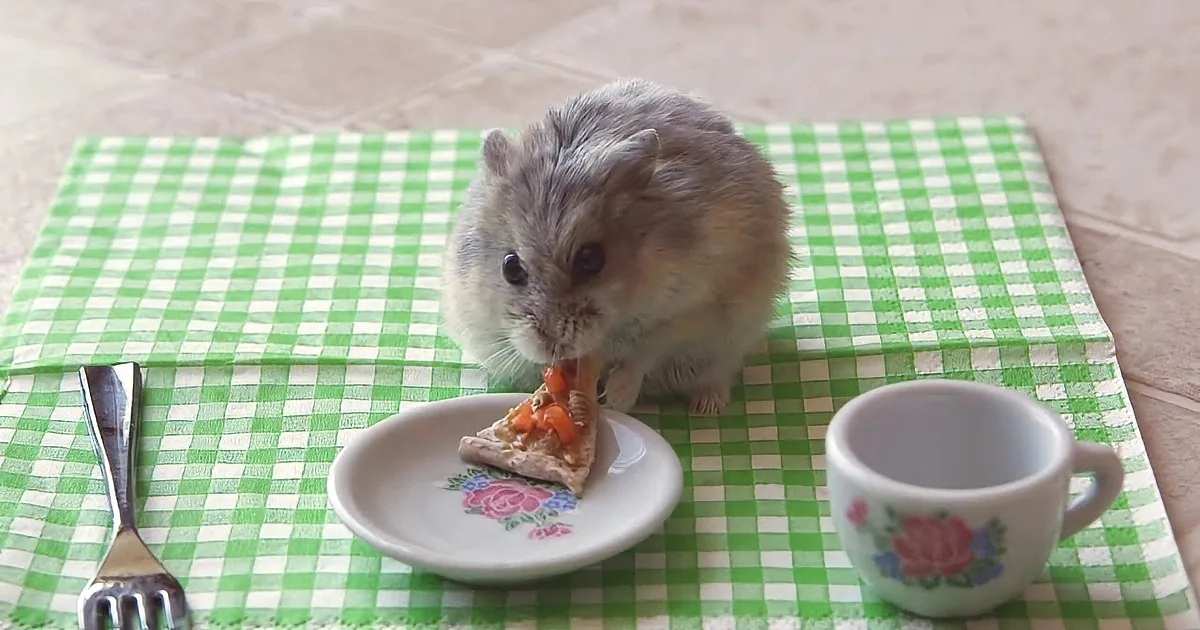 She Made Pizza for Her Hamster? He Even Has a Tiny Dinner Set!