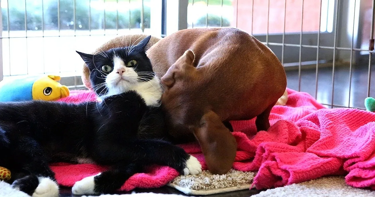 A black and white cat lounges on a pink blanket near a brown dog in a cage.
