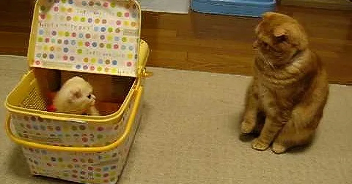 His Mommy Brought Home a Basket, but When This Kitty Discovers What Is Inside? Too Precious!
