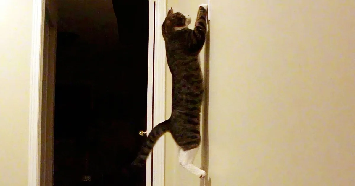 A cat is hanging upside down from a door, with its front paws gripping the edge.