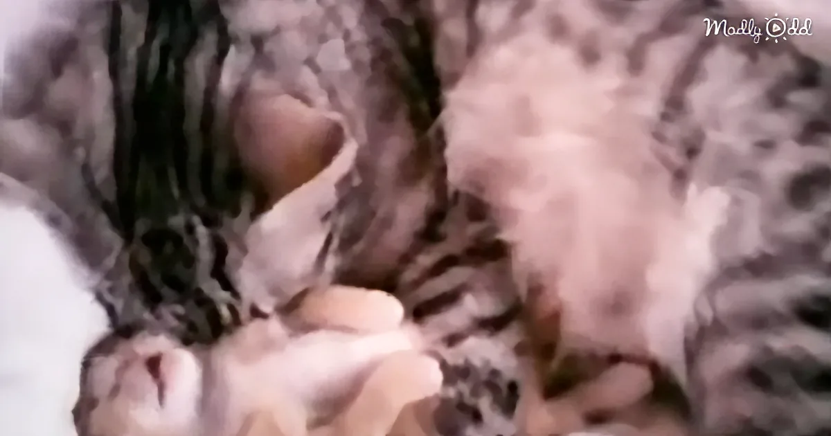When Momma Cat Notices Her Kitten Is Having a Bad Dream, Wait Till You See How She Consoles Him
