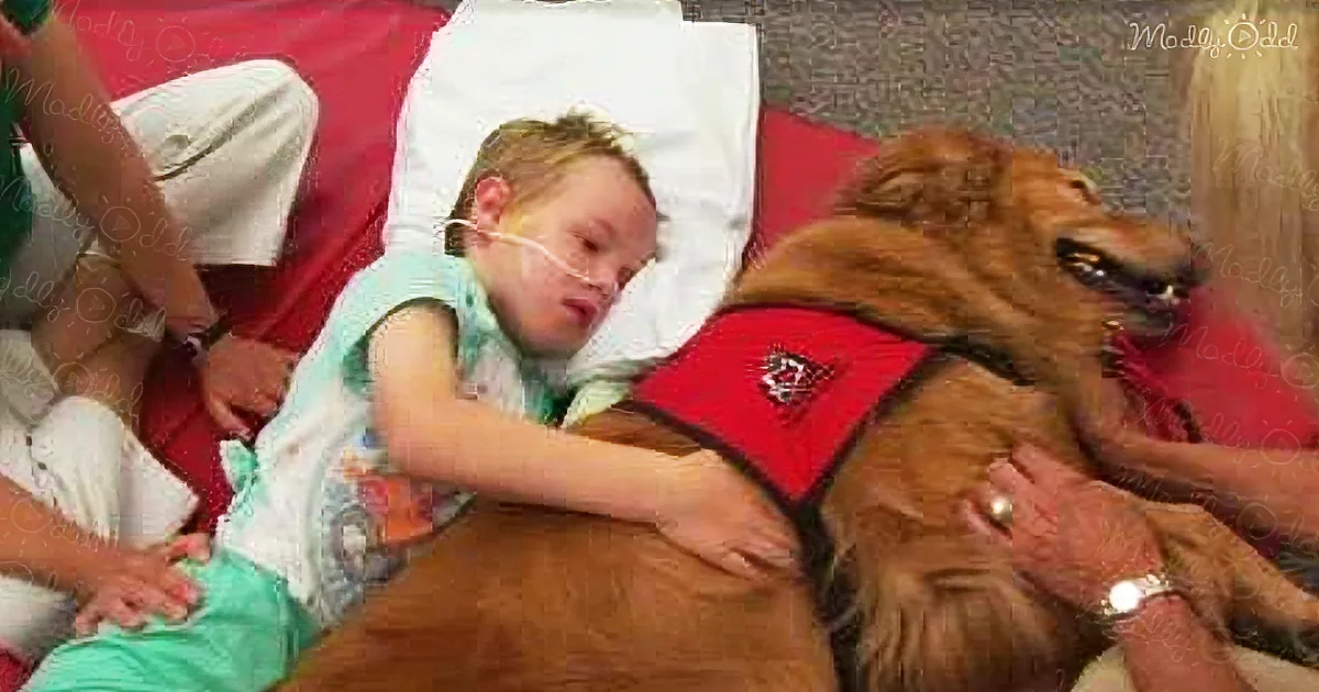 They Thought Their Boy Would Never Recover. but When a Dog Did This? Incredible!