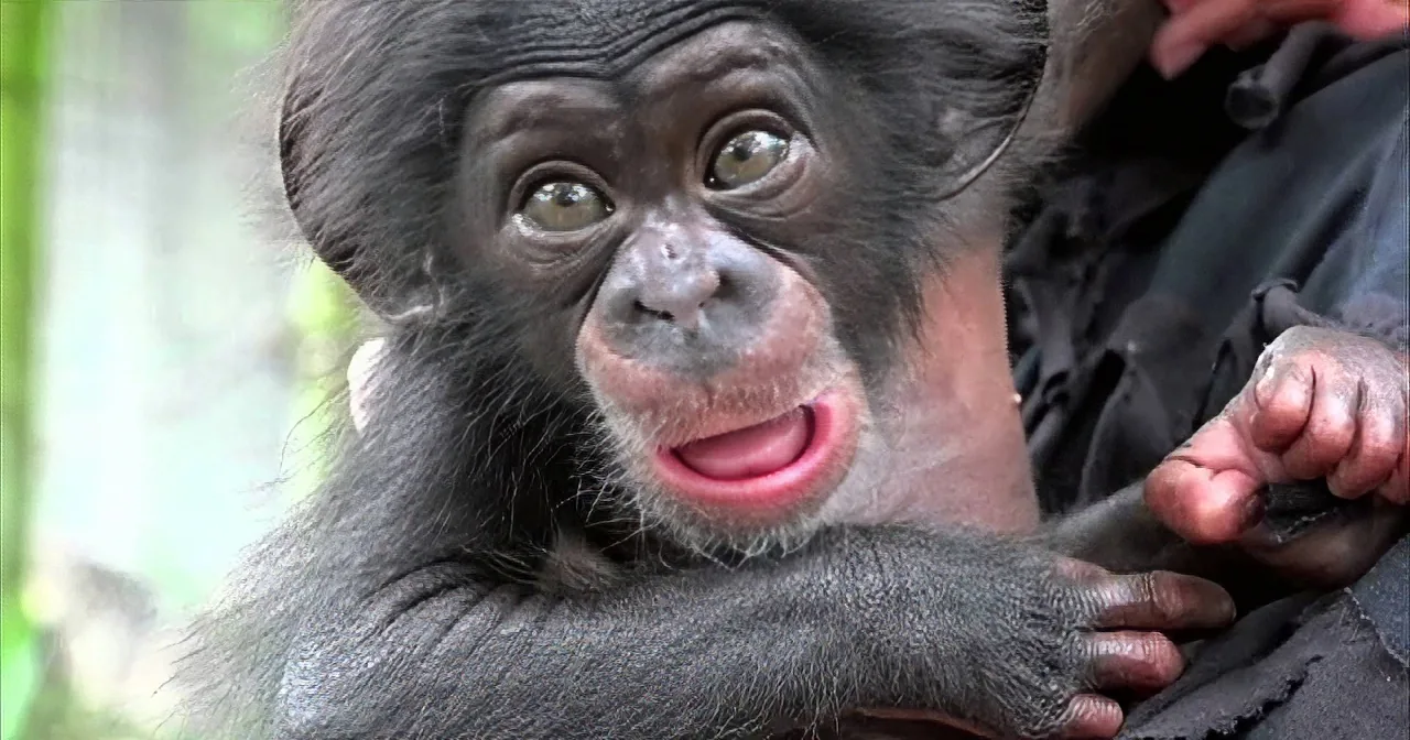 A baby chimpanzee with a curious expression, holding onto a person's arm.